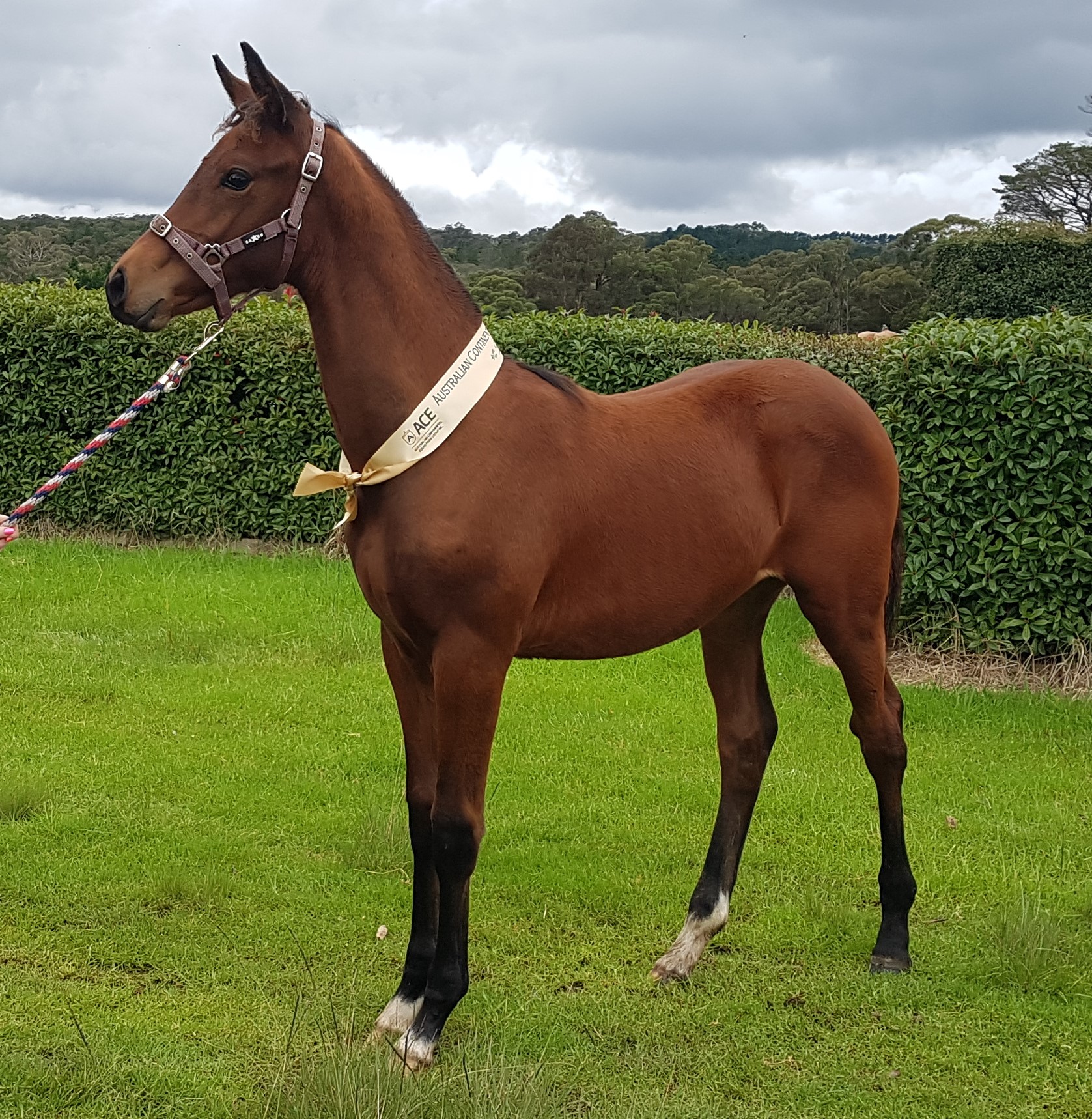 Is The ACE Group Certification Worth The Money? The Brutal Truth!